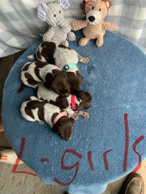 Puppies are three weeks old and will be ready second week of august. Will be great versatile gun dogs. Great temperaments and trainabity. Good with children and will make great hunting companions. Puppies are three weeks old and will be ready second week of august. Will be great versatile gun dogs. Great temperaments and trainabity. Good with children and will make great hunting companions.