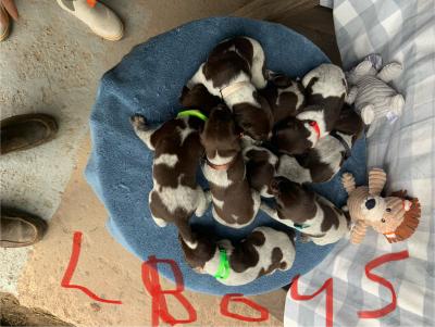 Triple Flush Otto x Triole Flush Otto male puppies. 8 total. There are several picks left. Contact for details. Should be high prey driven, very trainable, great companion hunting dogs. Have good temperaments and super good with children. Triple Flush Otto x Triole Flush Otto male puppies. 8 total. There are several picks left. Contact for details. Should be high prey driven, very trainable, great companion hunting dogs. Have good temperaments and super good with children.