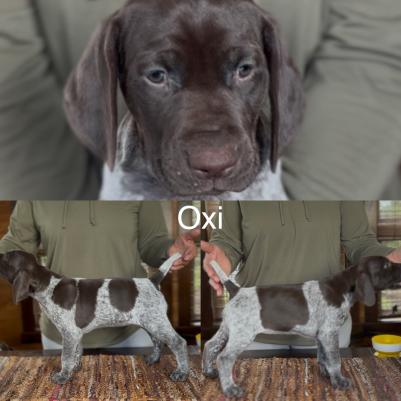 Oxy Oxy