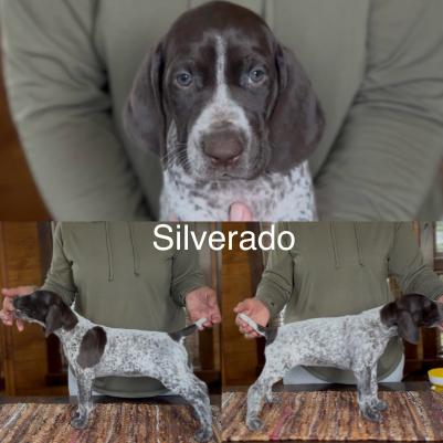Silverado Silverado