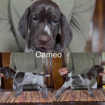 Cameo Cameo