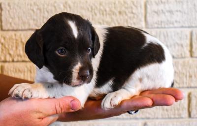 Female 1 Left
Liver & White Female 1 Left
Liver & White