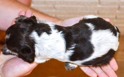 Female 3 Back
Liver Roan Female 3 Back
Liver Roan