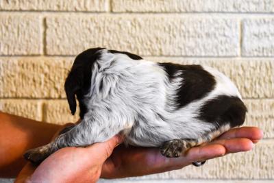 Female 3 Left
Liver Roan Female 3 Left
Liver Roan