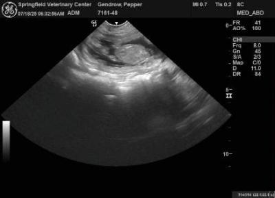 Ultrasound Ultrasound