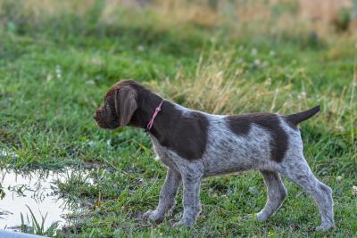 Rip Tide, will have the same easy care coat as Faith Rip Tide, will have the same easy care coat as Faith