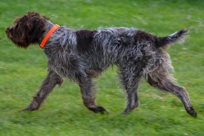 Butte glides across the field, and has a lovely harsh coat. Butte glides across the field, and has a lovely harsh coat.