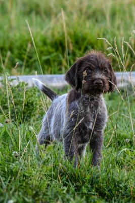 MOBY is a dynamo, smallest in his litter, he doesnt know it. MOBY is a dynamo, smallest in his litter, he doesnt know it.