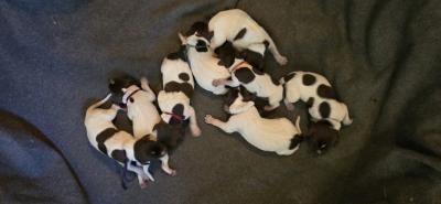 8 females, 3 males possible availability
Calverts Echo vom Deppe-Haus NA 112 x Calverts Royal Flush NA 106 8 females, 3 males possible availability
Calverts Echo vom Deppe-Haus NA 112 x Calverts Royal Flush NA 106