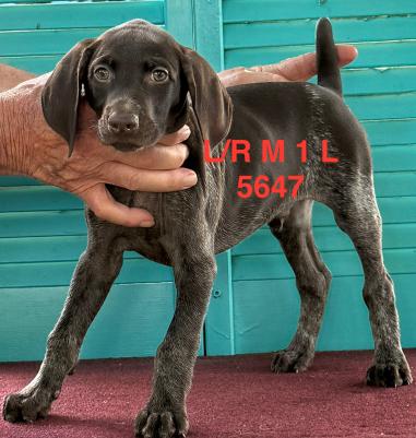 Liver/Roan Male 1 Liver/Roan Male 1