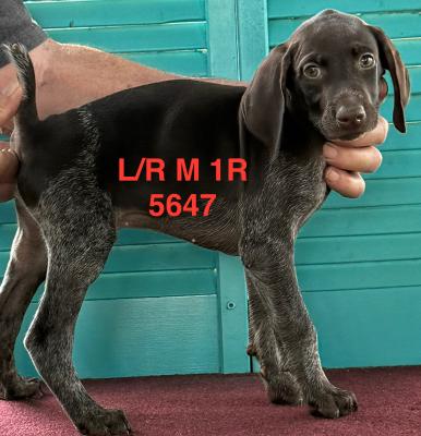 Liver/Roan Male 1 Liver/Roan Male 1