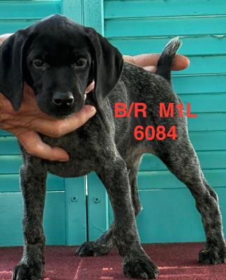 Black/Roan Male 1 Black/Roan Male 1