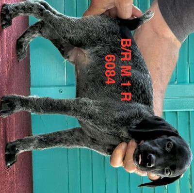 Black/Roan Male 1 Black/Roan Male 1
