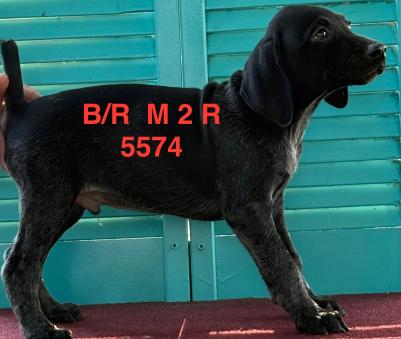 Black/Roan Male 2 Black/Roan Male 2