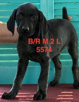 Black/Roan Male 2 Black/Roan Male 2