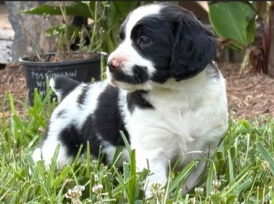 Black & White Male Black & White Male