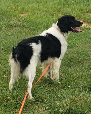Sire (Dowdy's Shadow Ridin' Bullet) Sire (Dowdy's Shadow Ridin' Bullet)
