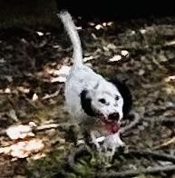 Female pup Female pup