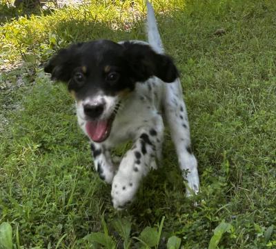 Male pup Male pup