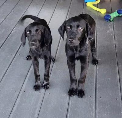 The puppies The puppies