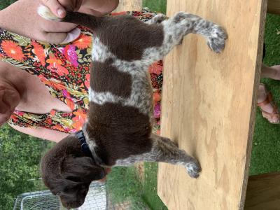 This is a nice little male. He is also very representative of the litter and uniformity is very consistent. This is a nice little male. He is also very representative of the litter and uniformity is very consistent.