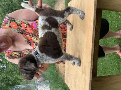 This also a male puppy. There are 12 puppies in this litter. So we have a few picks left. Total is 4F and 8M This also a male puppy. There are 12 puppies in this litter. So we have a few picks left. Total is 4F and 8M