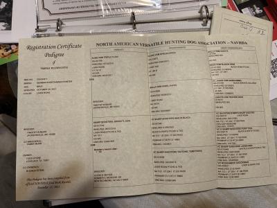 This is Otto’s pedigree. This is Otto’s pedigree.