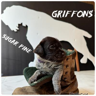Champion (A) Litter Champion (A) Litter