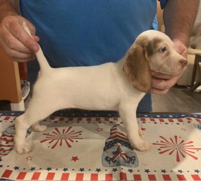 Gracie Gracie