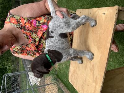 This is a male out of Katja x Boeing. Rally stout outgoing. Beautiful short coat, This is a male out of Katja x Boeing. Rally stout outgoing. Beautiful short coat,