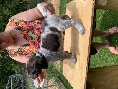 This is also a male pup out of the Katja x Boeing breeding. These guys are very stout puppies and outgoing. This is also a male pup out of the Katja x Boeing breeding. These guys are very stout puppies and outgoing.
