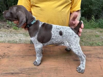 Male 6 weeks old. Liver/roan. Male 6 weeks old. Liver/roan.