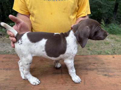Female 6 weeks old Liver/white patched and ticked. Female 6 weeks old Liver/white patched and ticked.