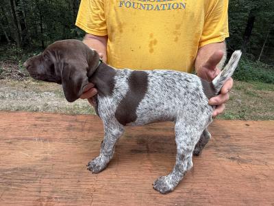 Female 6 weeks old Liver/roan great tail set. Female 6 weeks old Liver/roan great tail set.
