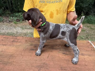 Female 6 weeks old Liver/roan. Female 6 weeks old Liver/roan.