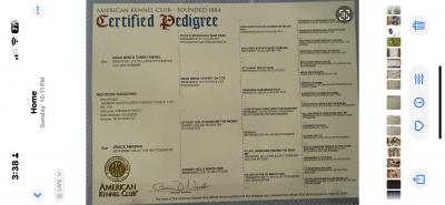 Hunter-Sire Pedigree Hunter-Sire Pedigree