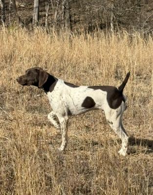 Hunter-Sire Hunter-Sire