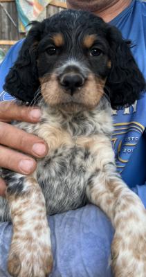 Tri Male 1
