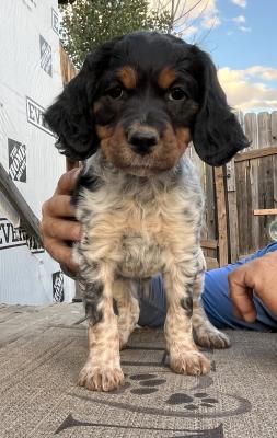 Tri Male 2 Tri Male 2