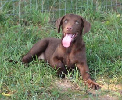 14 wks female 14 wks female