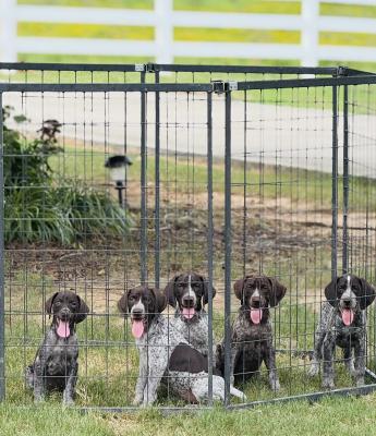 5 male gsp’s available- liver roan 5 male gsp’s available- liver roan