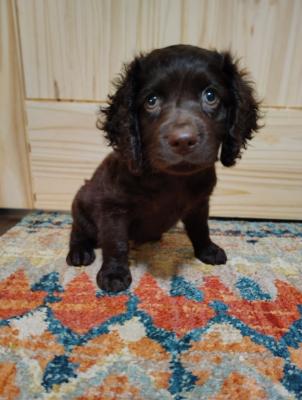 "Timmy" at 7 weeks "Timmy" at 7 weeks