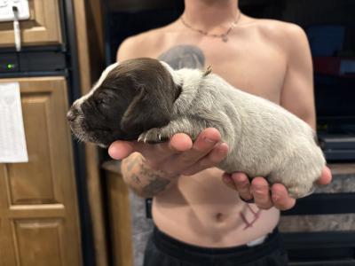 grey boy grey boy