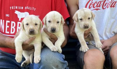 The boys, pictured at 4 weeks! The boys, pictured at 4 weeks!