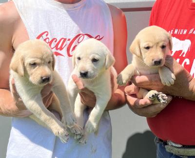 The Girls pictured at 4 weeks! The Girls pictured at 4 weeks!
