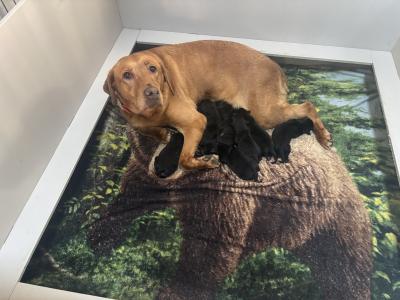 Mom & Litter( All solid black pups). Mom & Litter( All solid black pups).