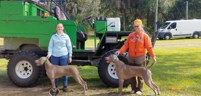 Yeti and his now GCH DC brother placements at Quail Forever in Florida. Only 3 Weims have every gotten placements. Yeti, Finn, and their great grandmother Yanna. Yeti and his now GCH DC brother placements at Quail Forever in Florida. Only 3 Weims have every gotten placements. Yeti, Finn, and their great grandmother Yanna.