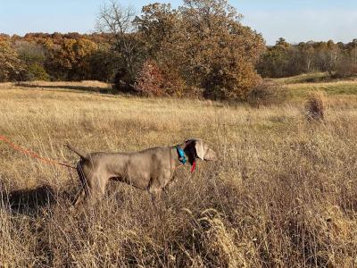 Yeti at Perfection Kennel training. Photo credit to Jessica Hann. Yeti at Perfection Kennel training. Photo credit to Jessica Hann.