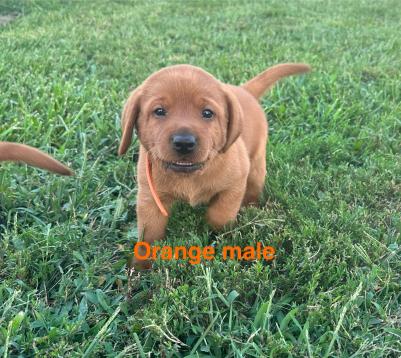 Orange male Orange male