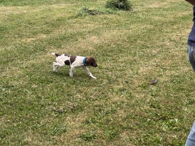 Beautiful little white female strong on point very affectionate puppy Beautiful little white female strong on point very affectionate puppy